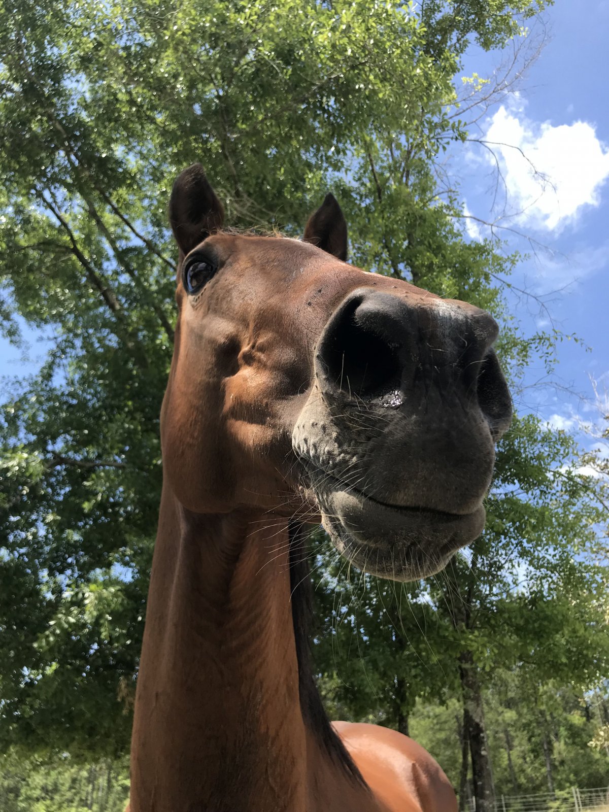 Лошадиный нос