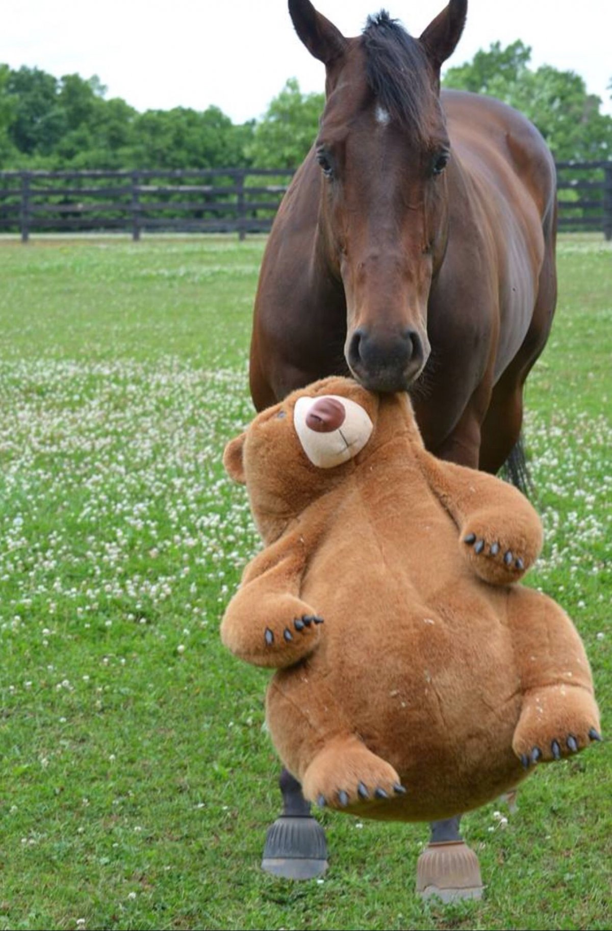 Прикольные лошади