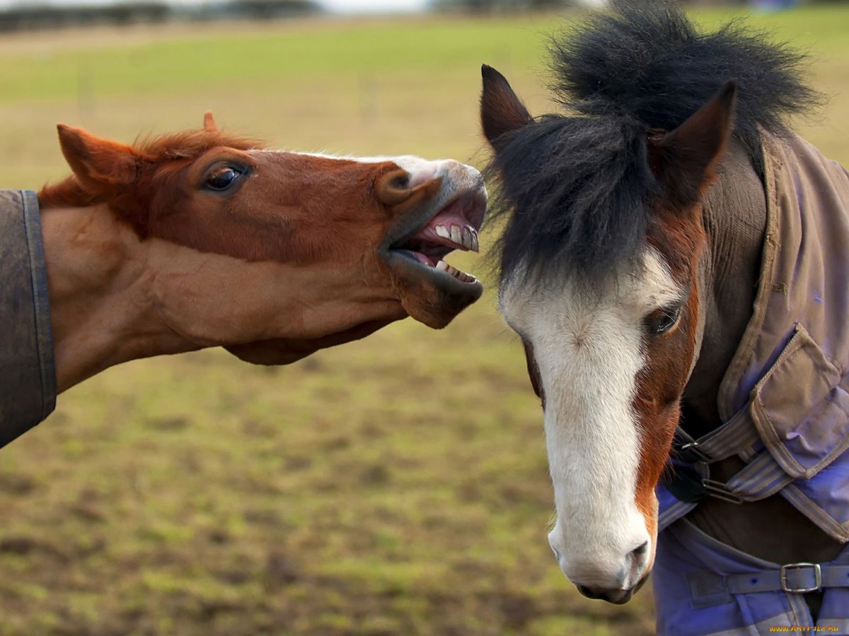 Прикольные лошади
