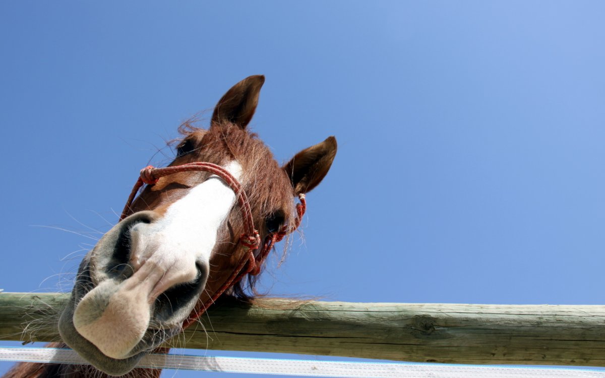 Любовь лошадей