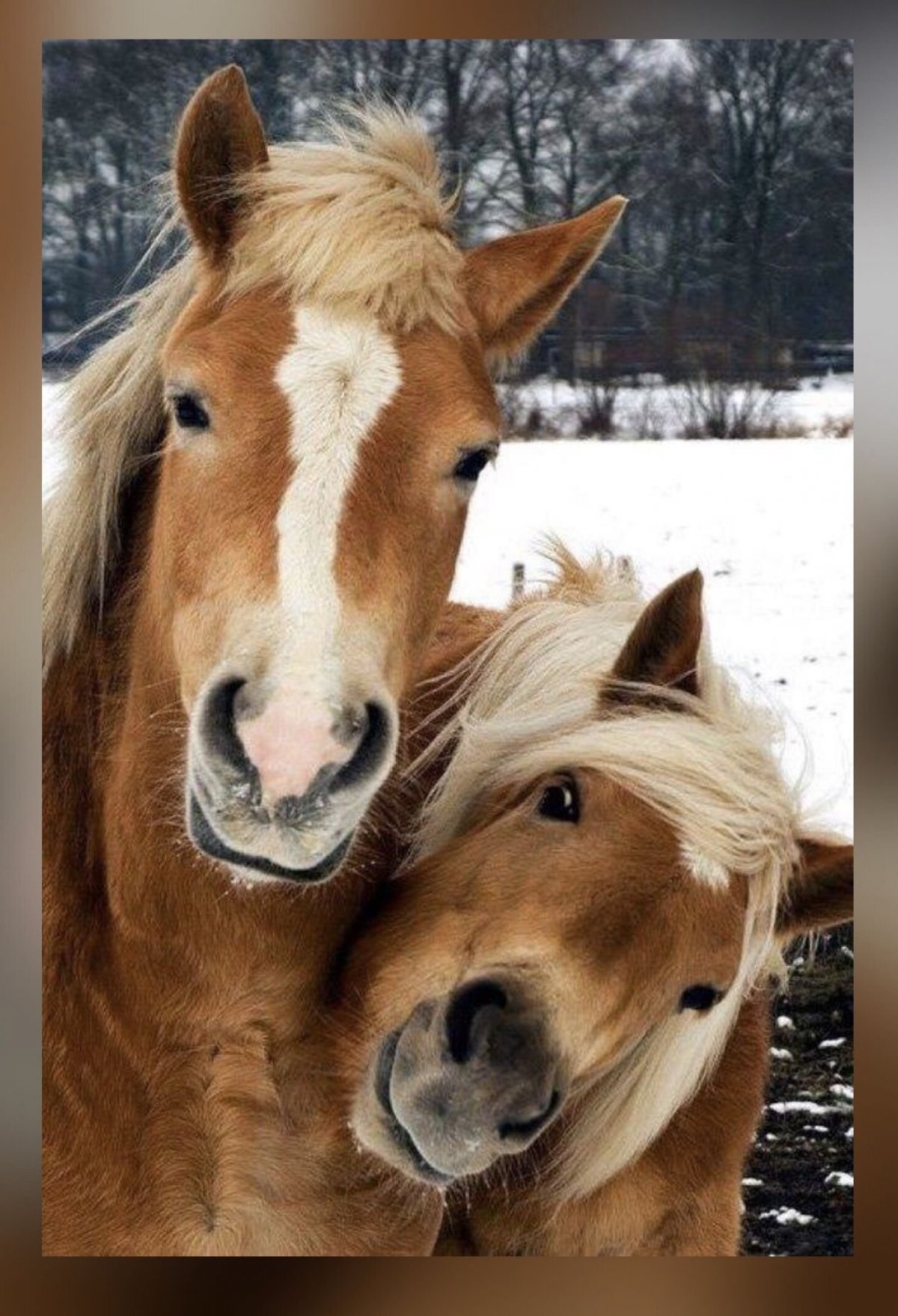 Любовь лошадей