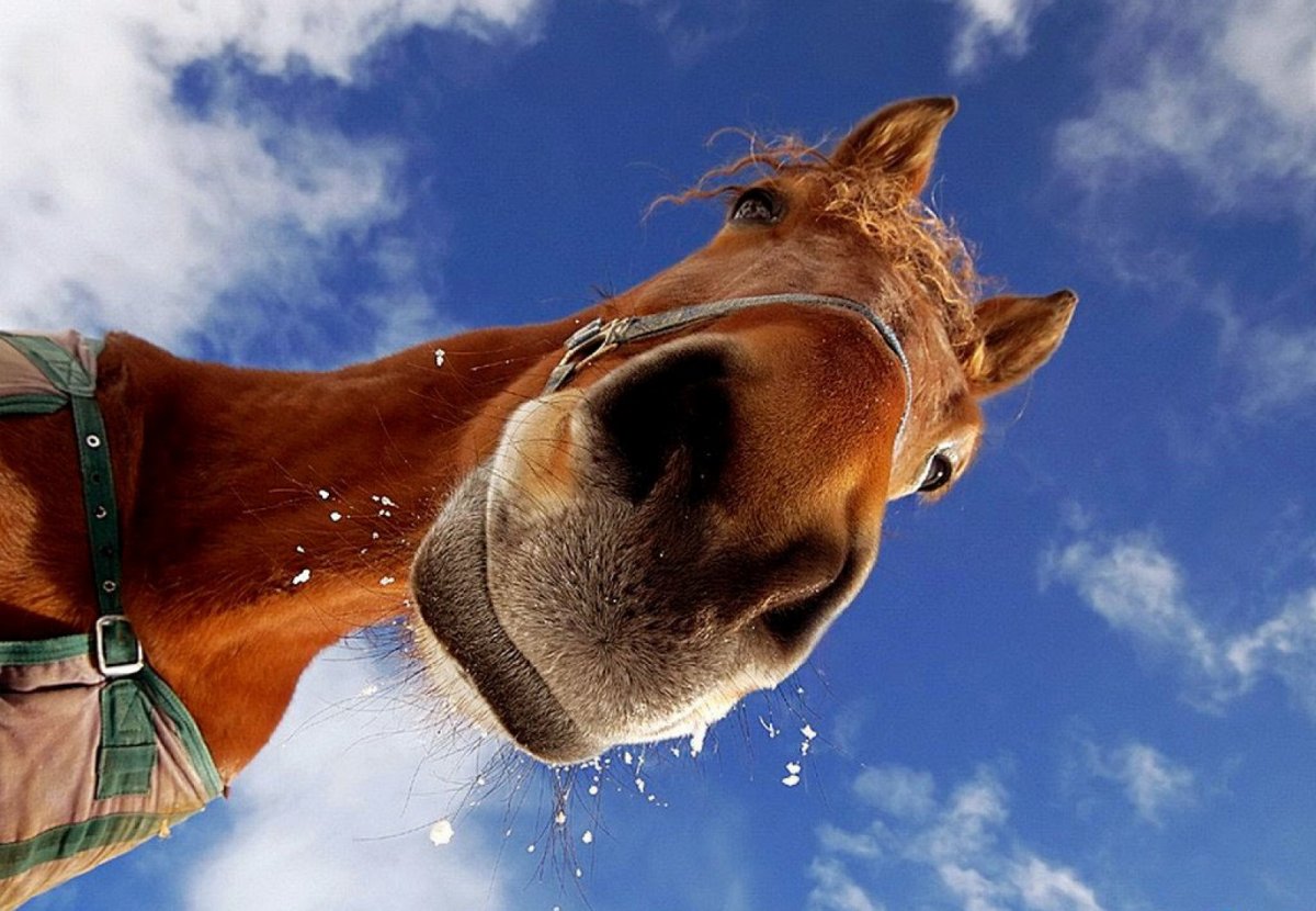 Лошадки пони