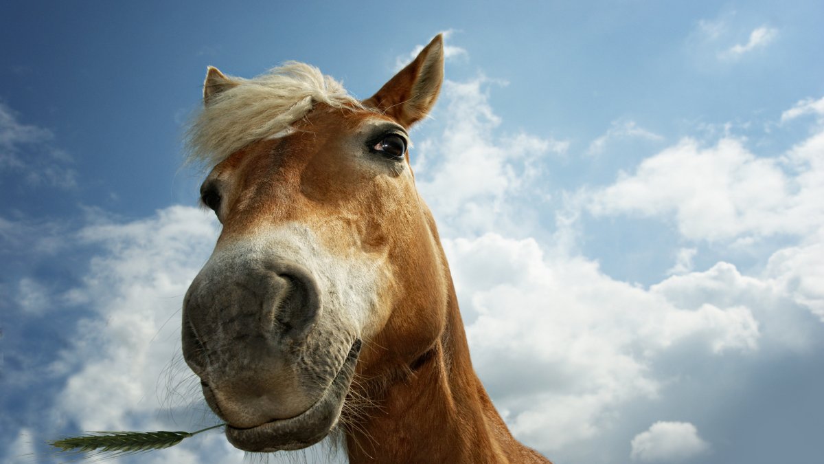 Прикольный конь