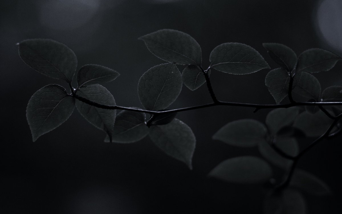 Черные обои