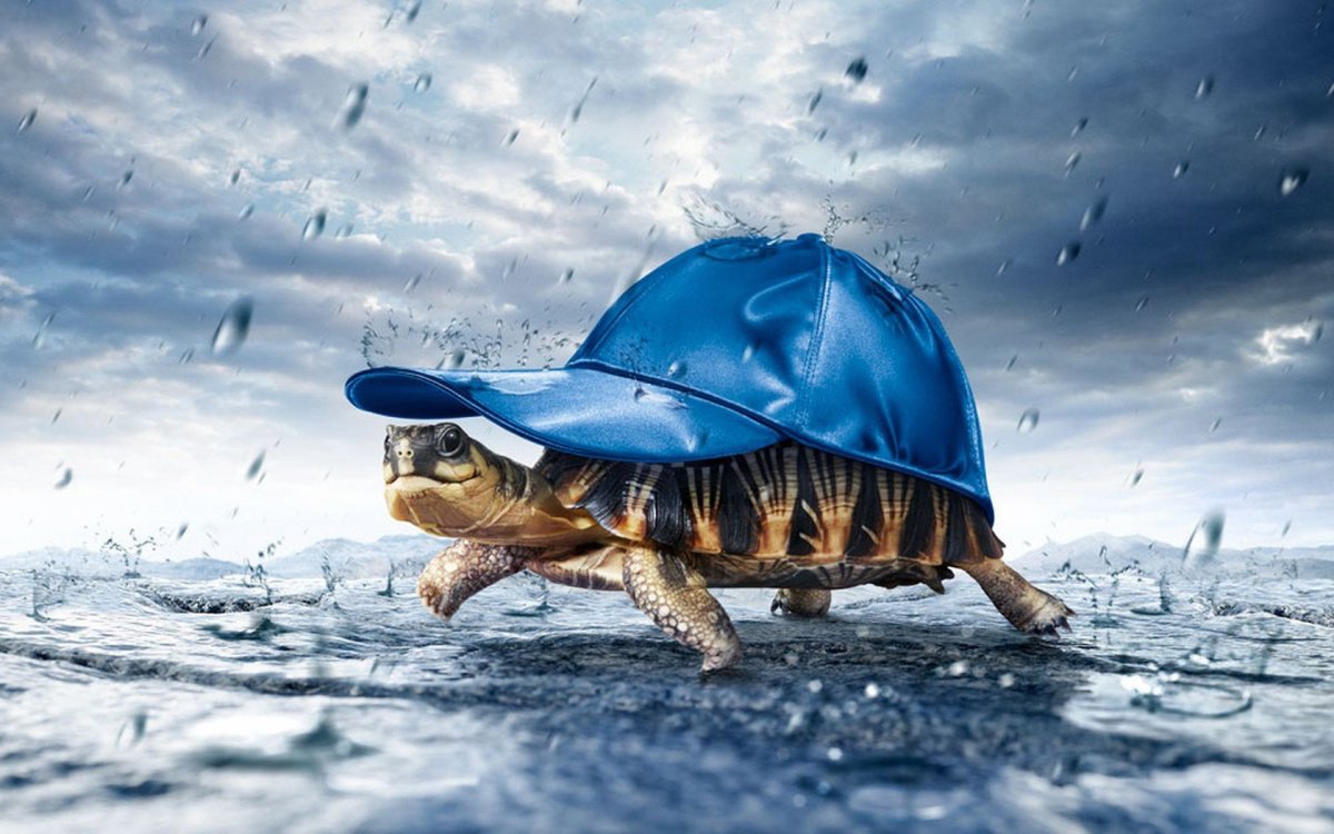 Черепаха Минимализм