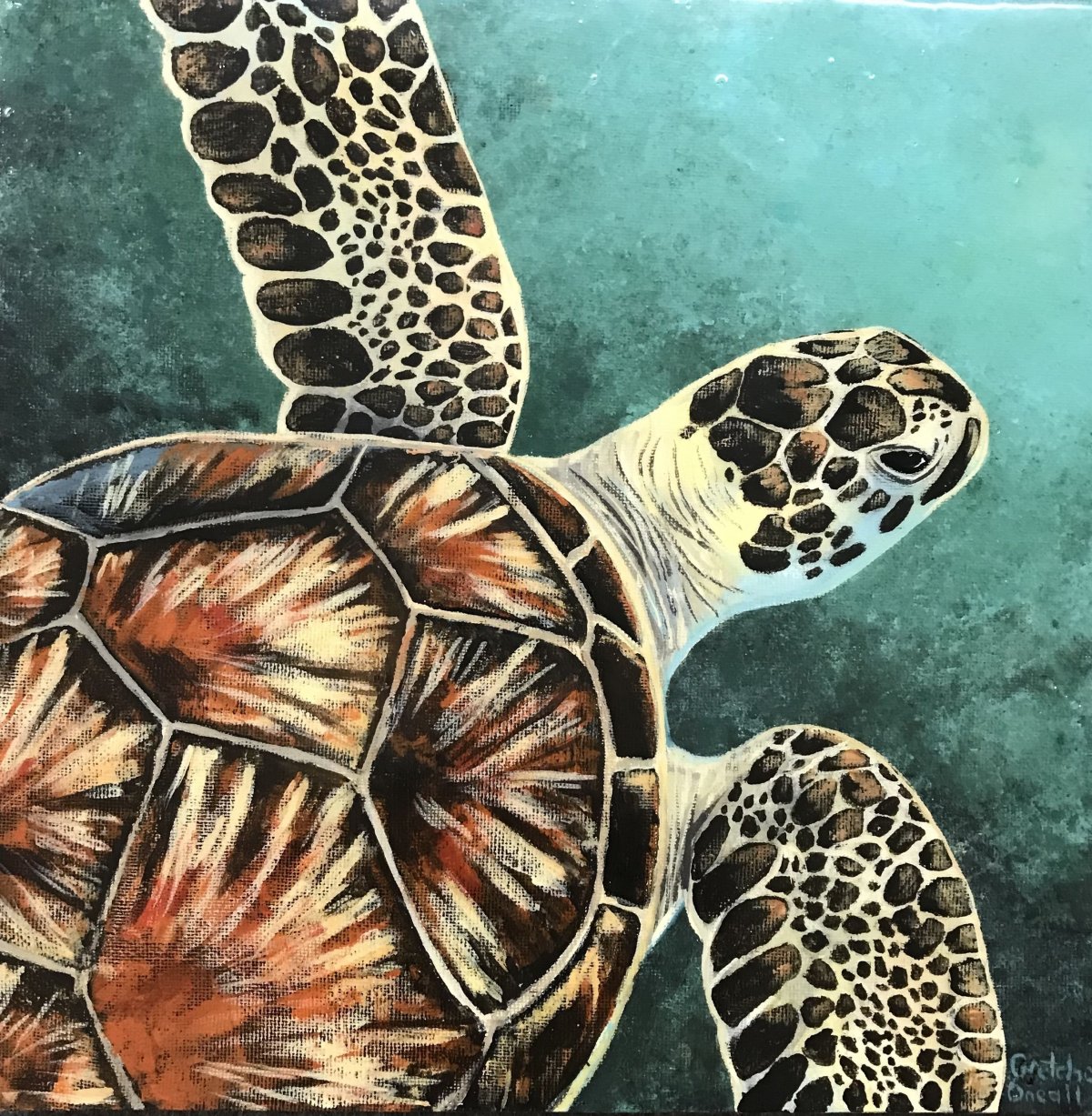 Обои на рабочий стол черепаха