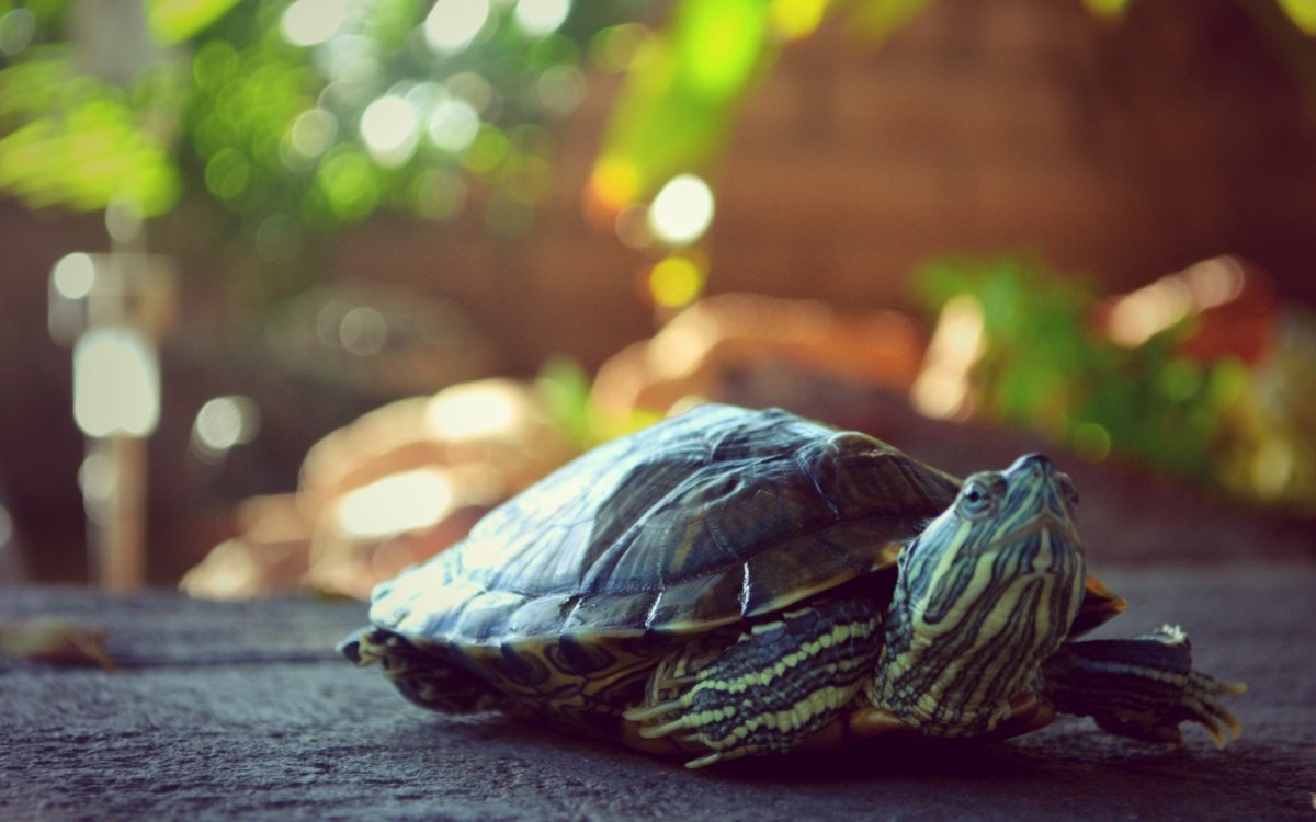 Заставка черепаха