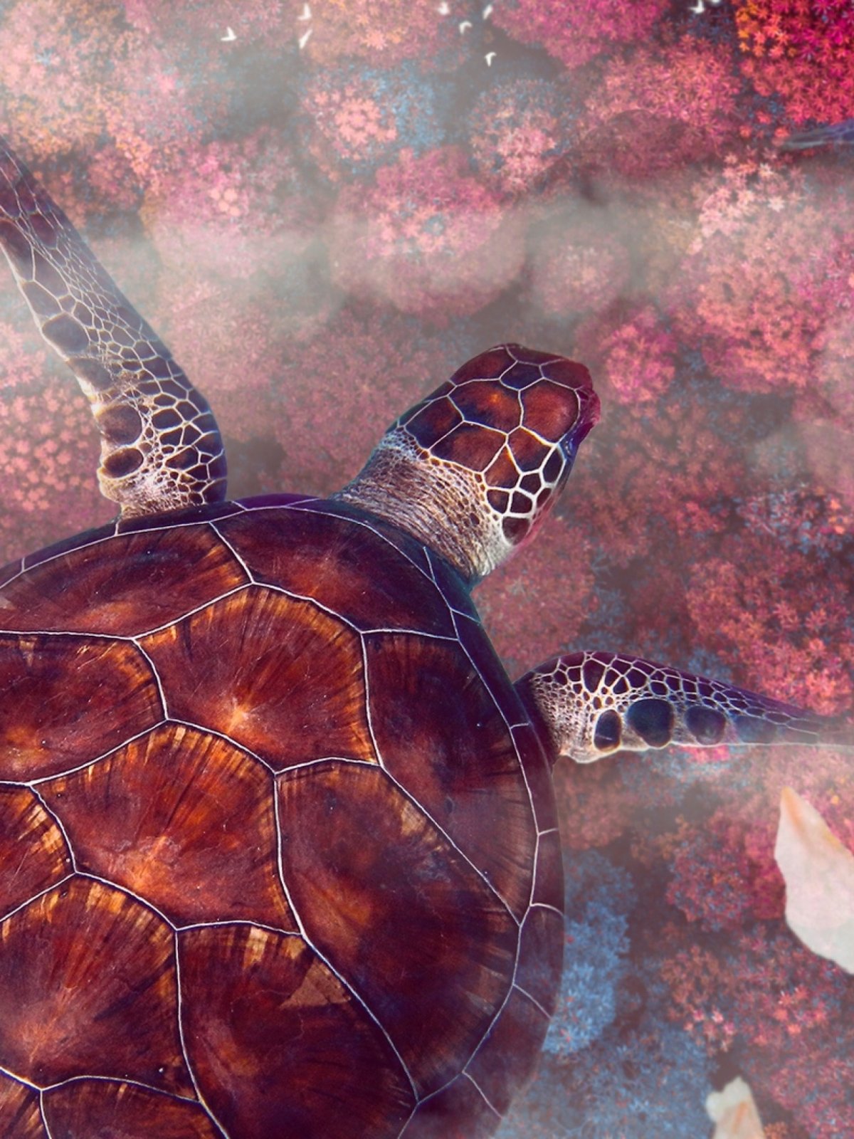 Черепашка арт