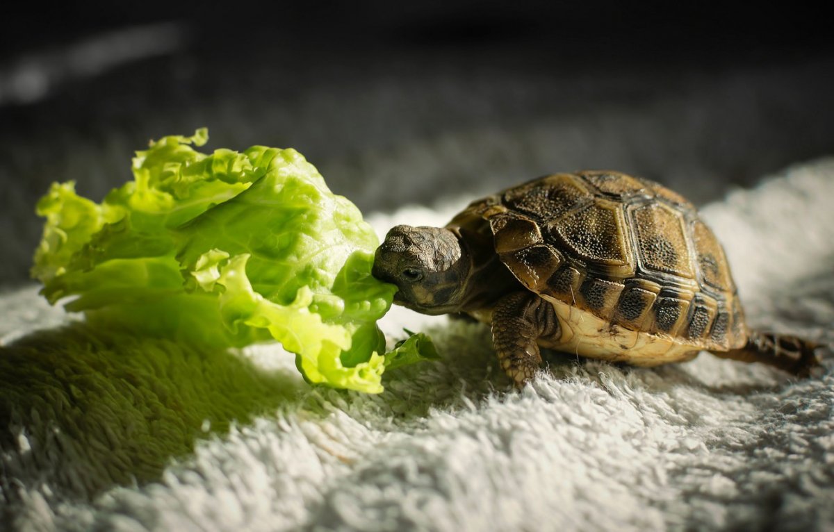 Черепаха на рабочий стол