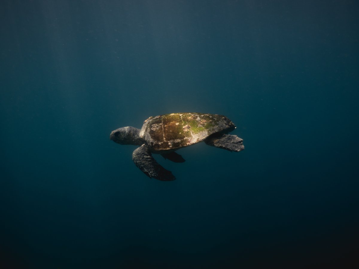 Панцирь морской черепахи