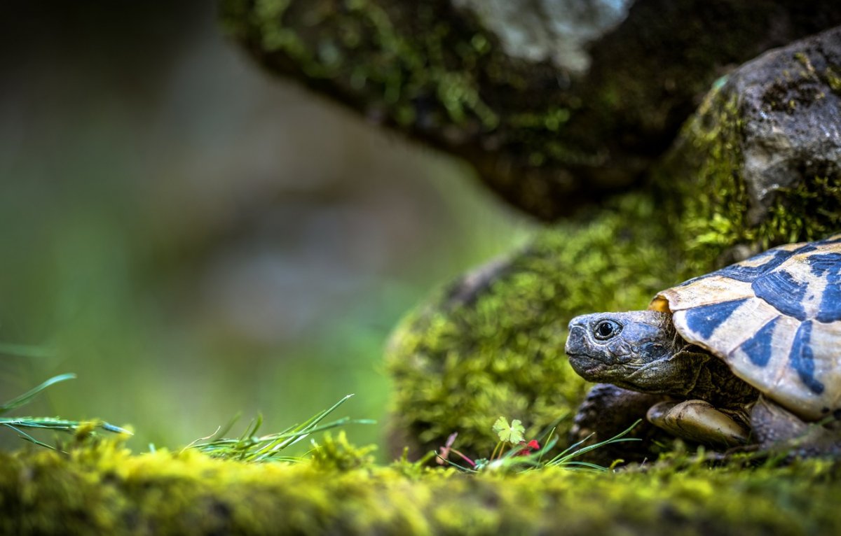 Морская черепаха вид сверху
