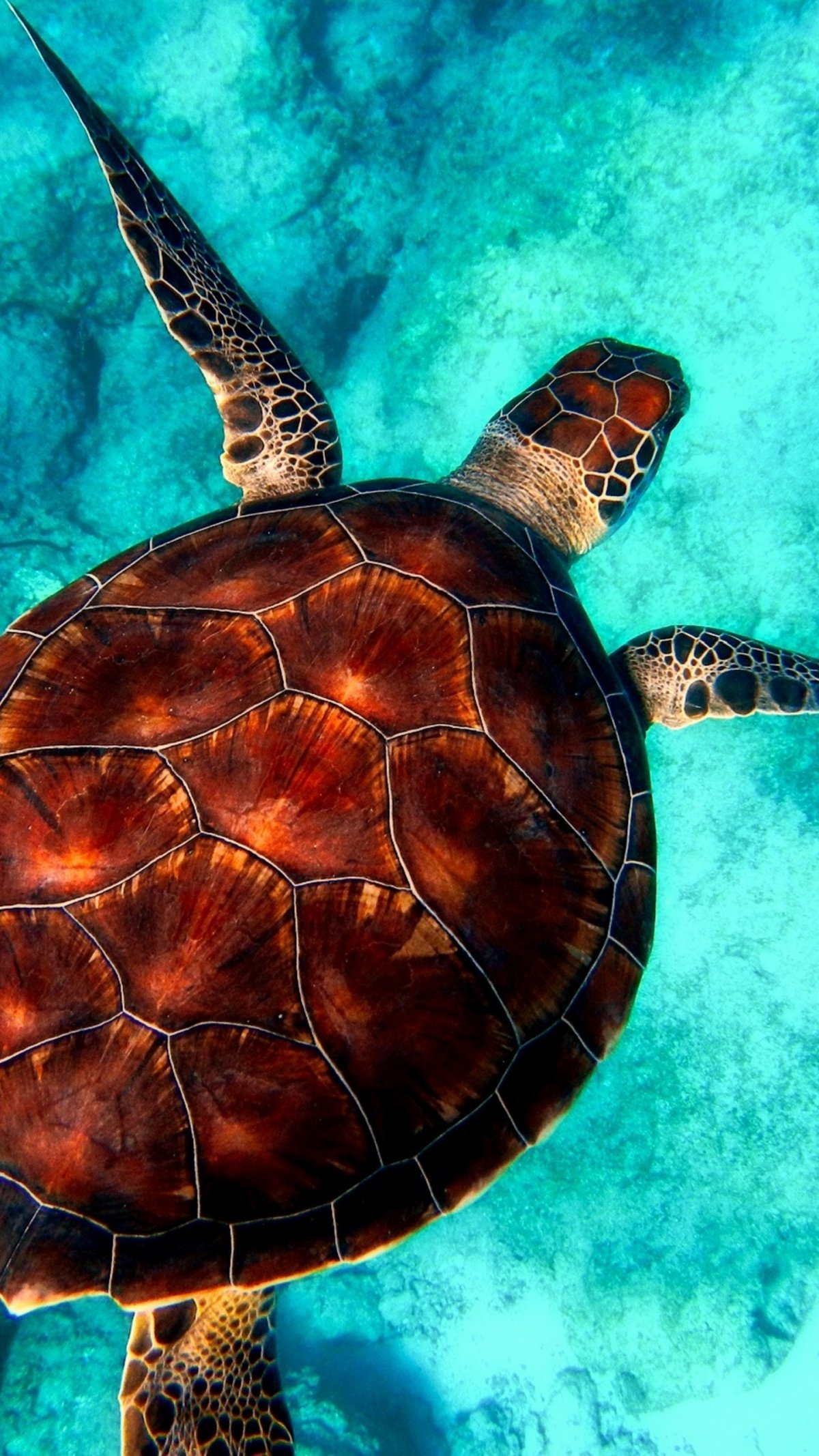 Маленькие Черепашки