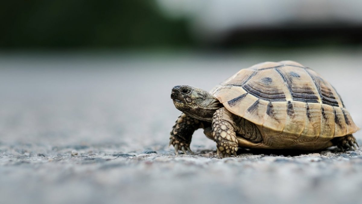 Морская черепаха 4k