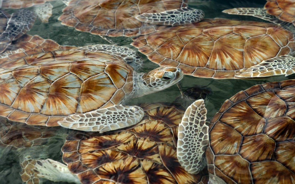 Морская черепаха арт