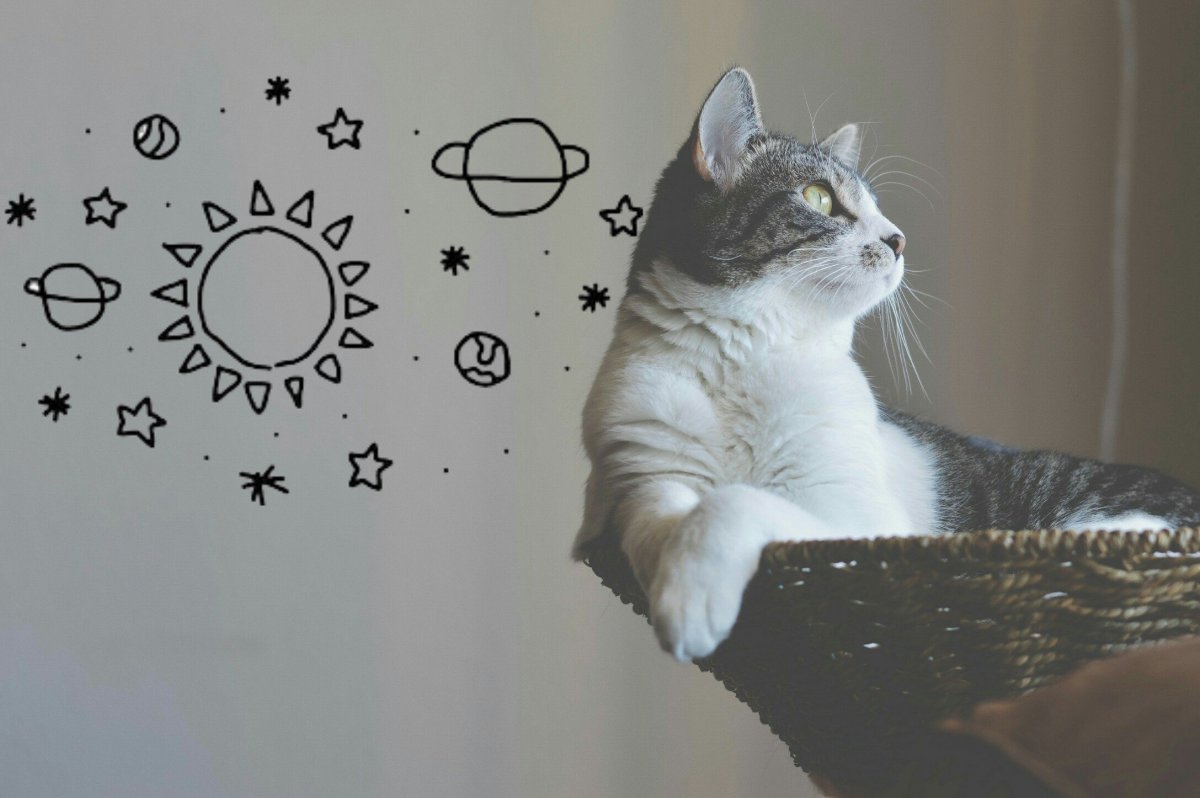 Обои с кошечками в эстетике