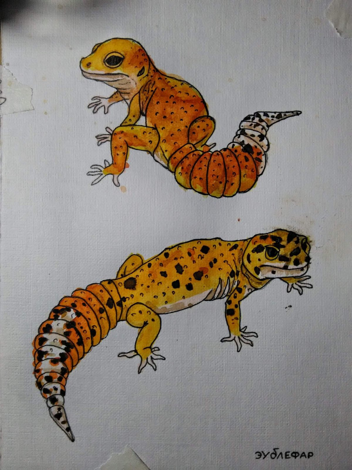 Эублефар арт