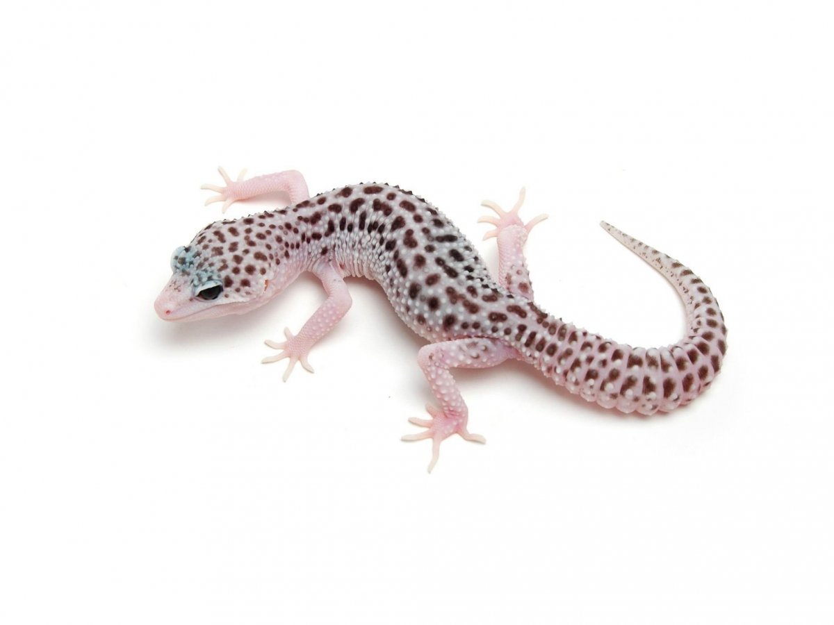 Эублефар сверху