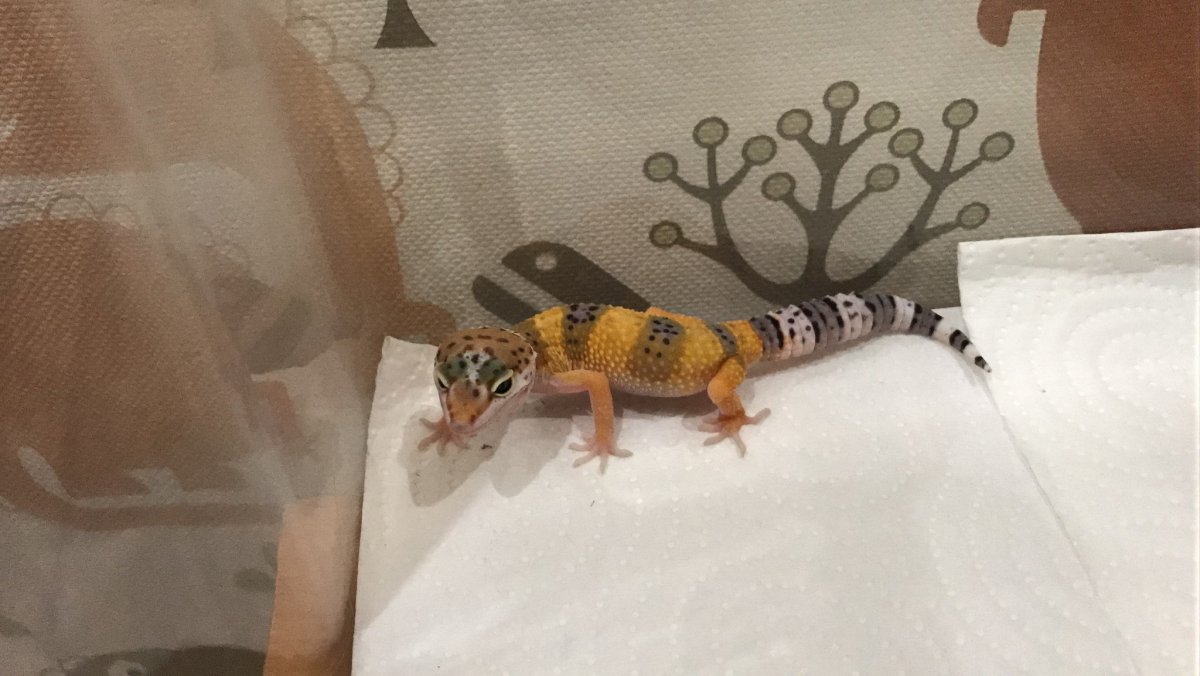 Ящерица геккон эублефар арт