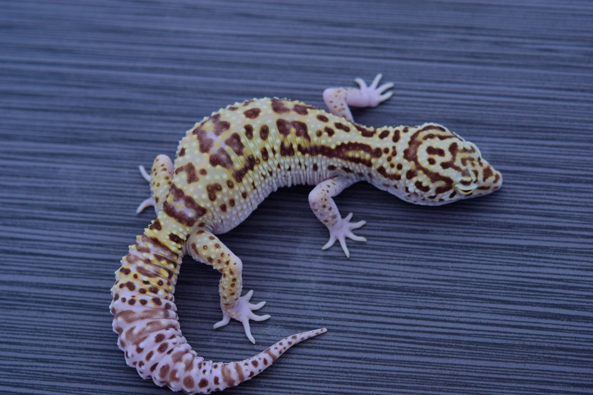 Ящерица геккон эублефар