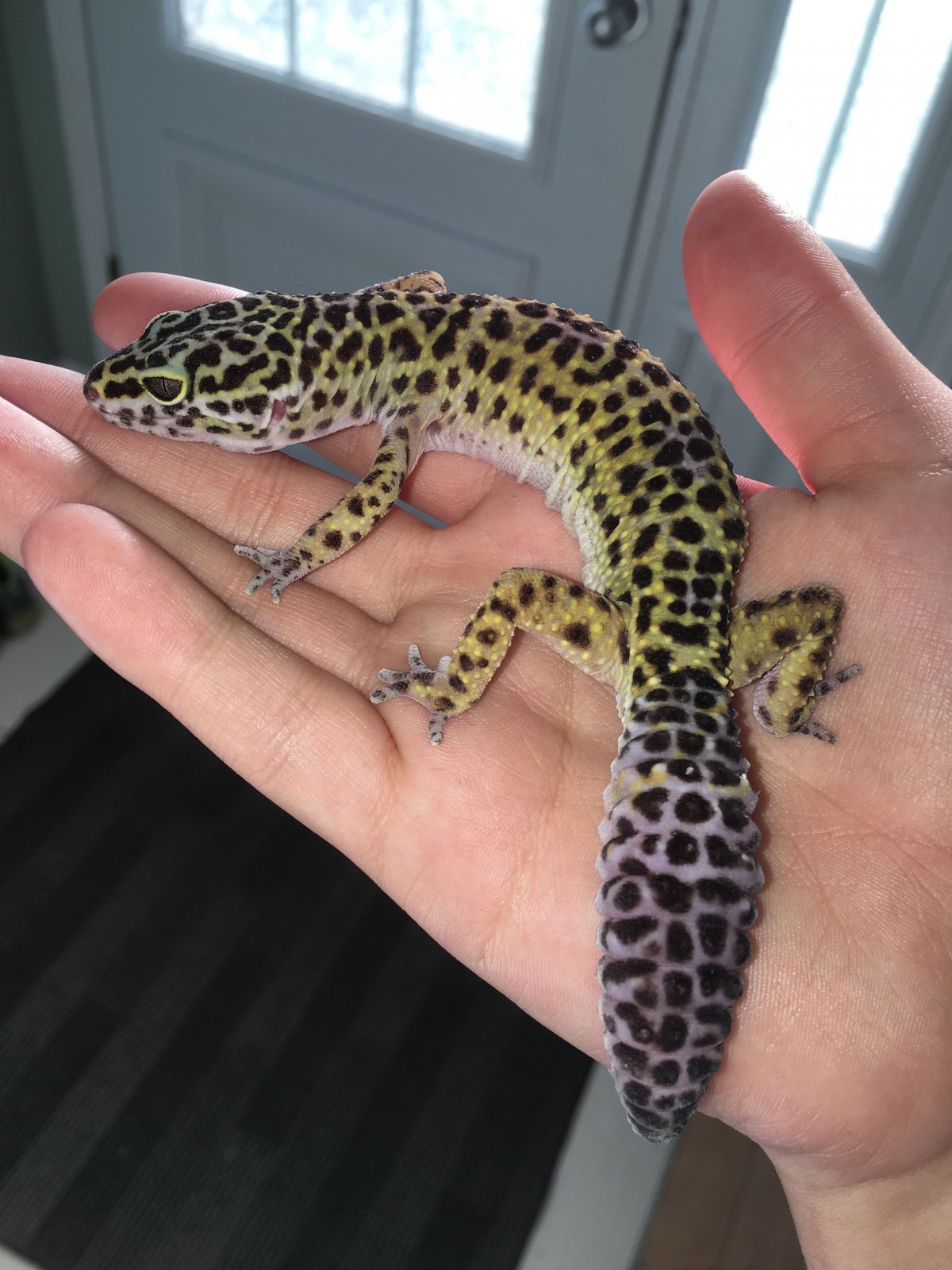 Геккон голубой эублефар