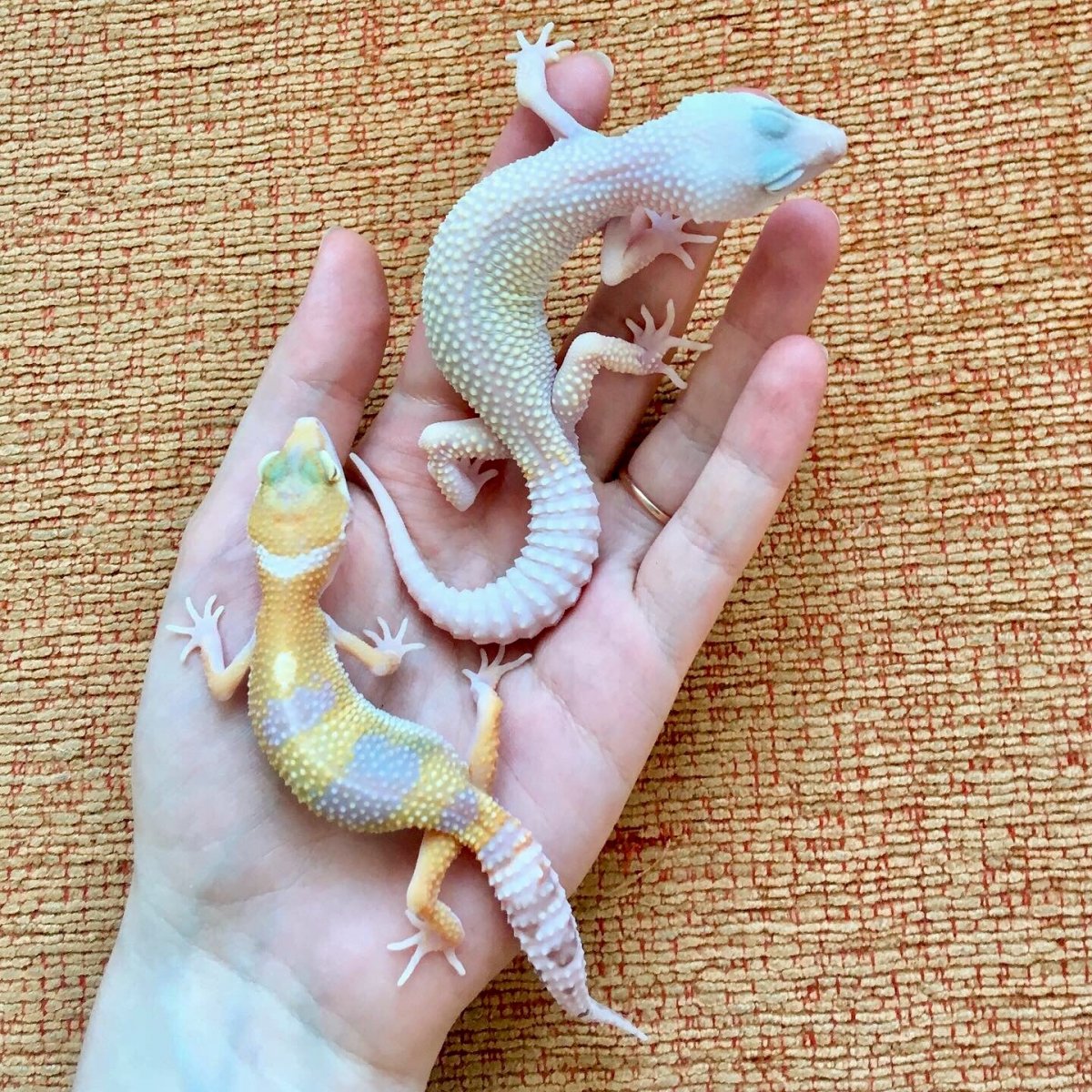 Ящерица эублефар арт