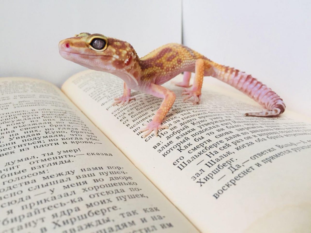 Эублефар арт