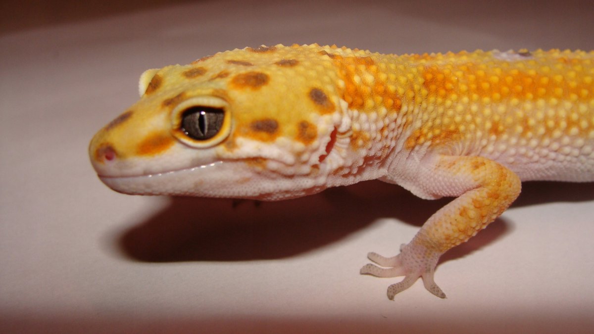 Эублефар карандашом