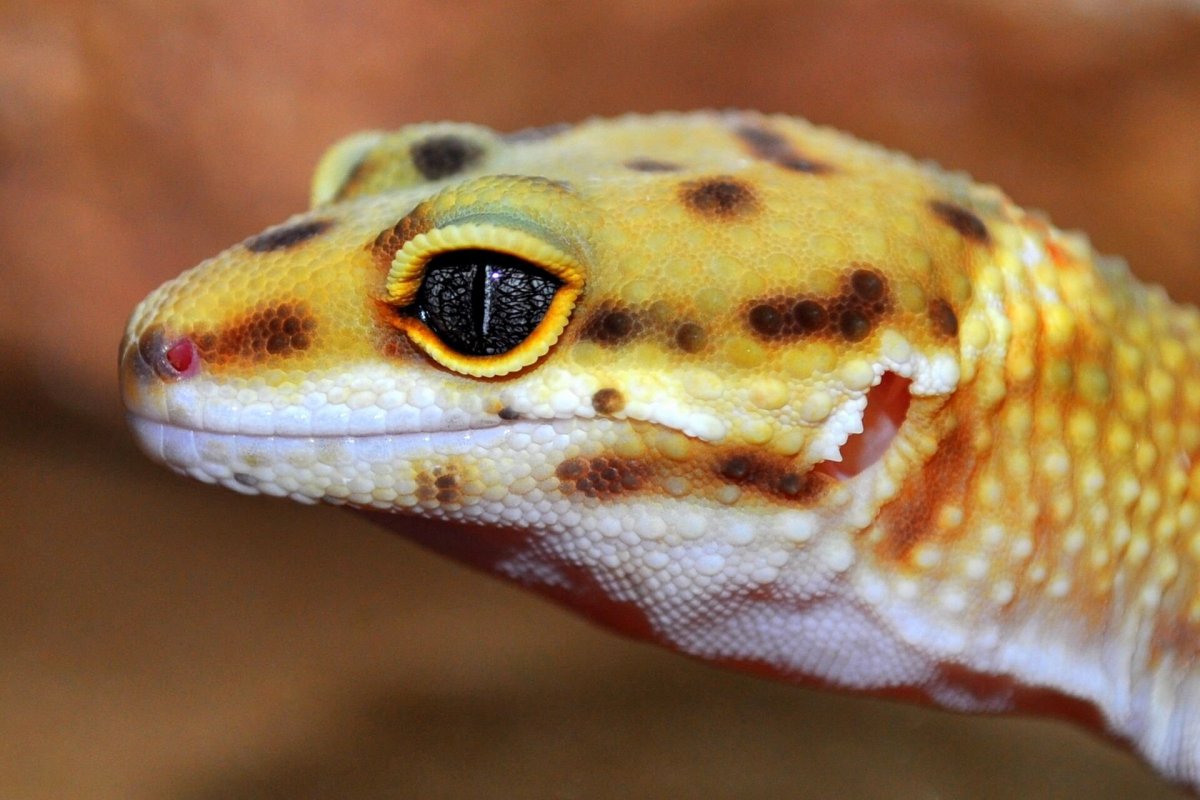 Геккон эублефар улыбается