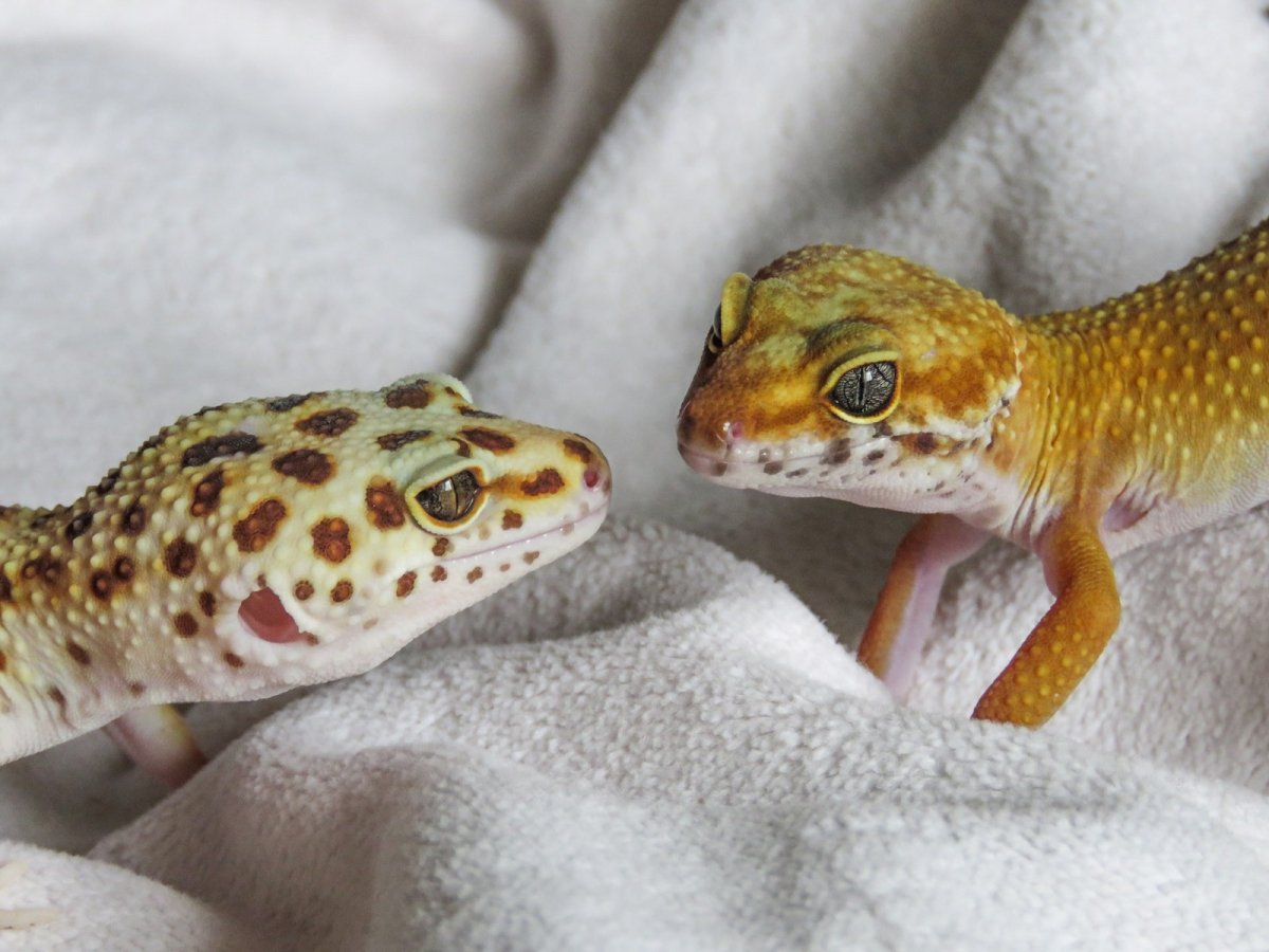Геккон эублефар милые