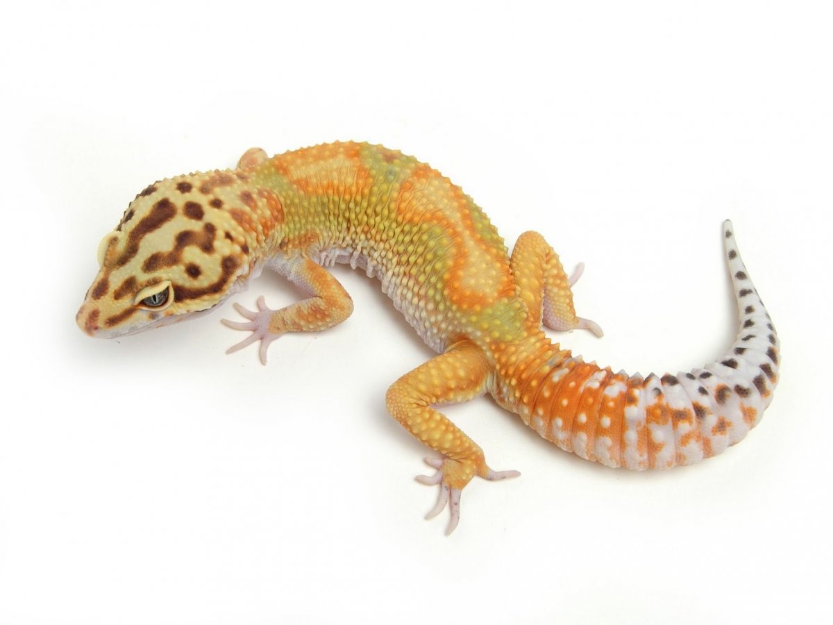 Эублефар арт