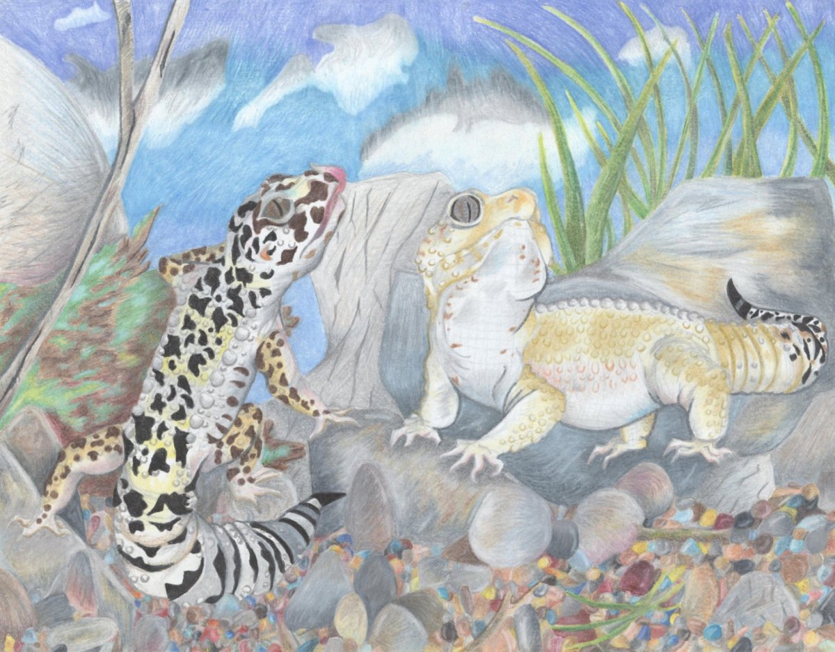 Туркменский эублефар Eublepharis turcmenicus