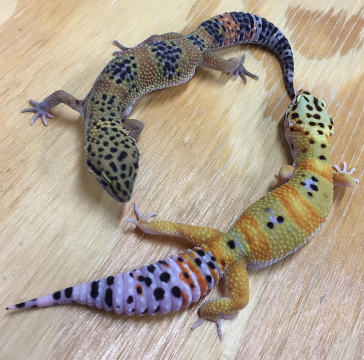 Эублефар Блэк Найт