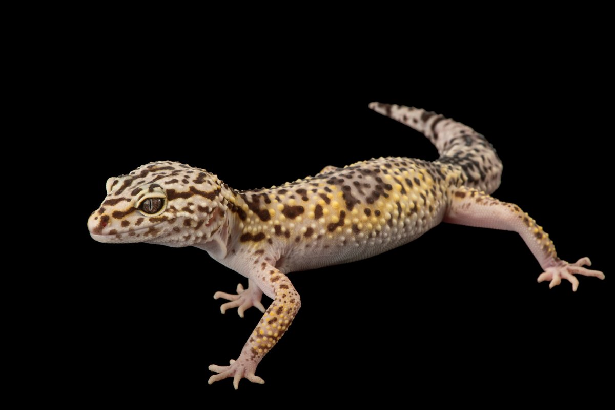 Пятнистый леопардовый эублефар