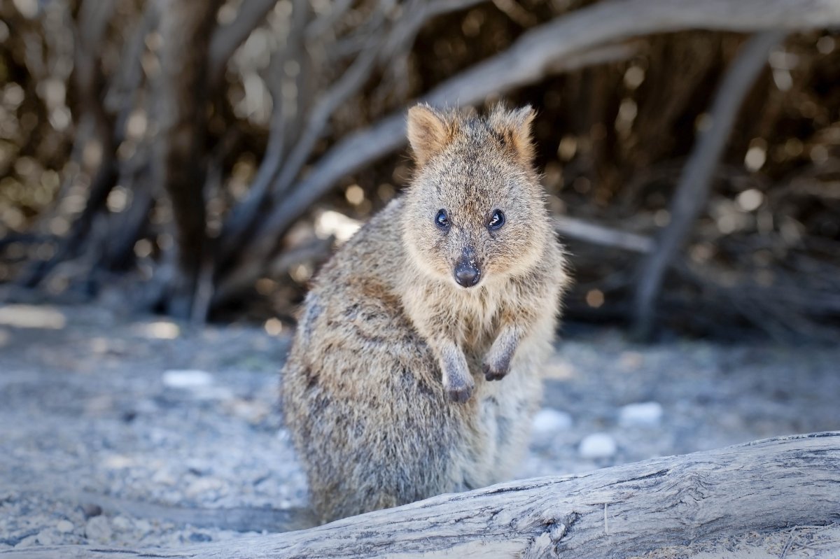 Квокка в снегу