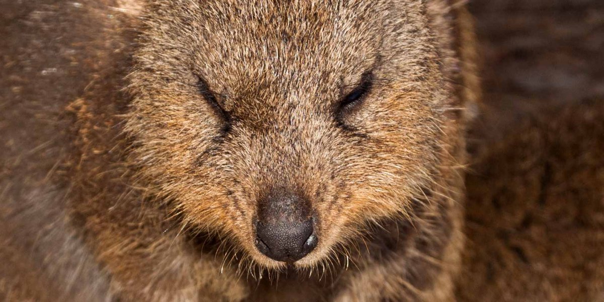 Волосяной Покров у квокки