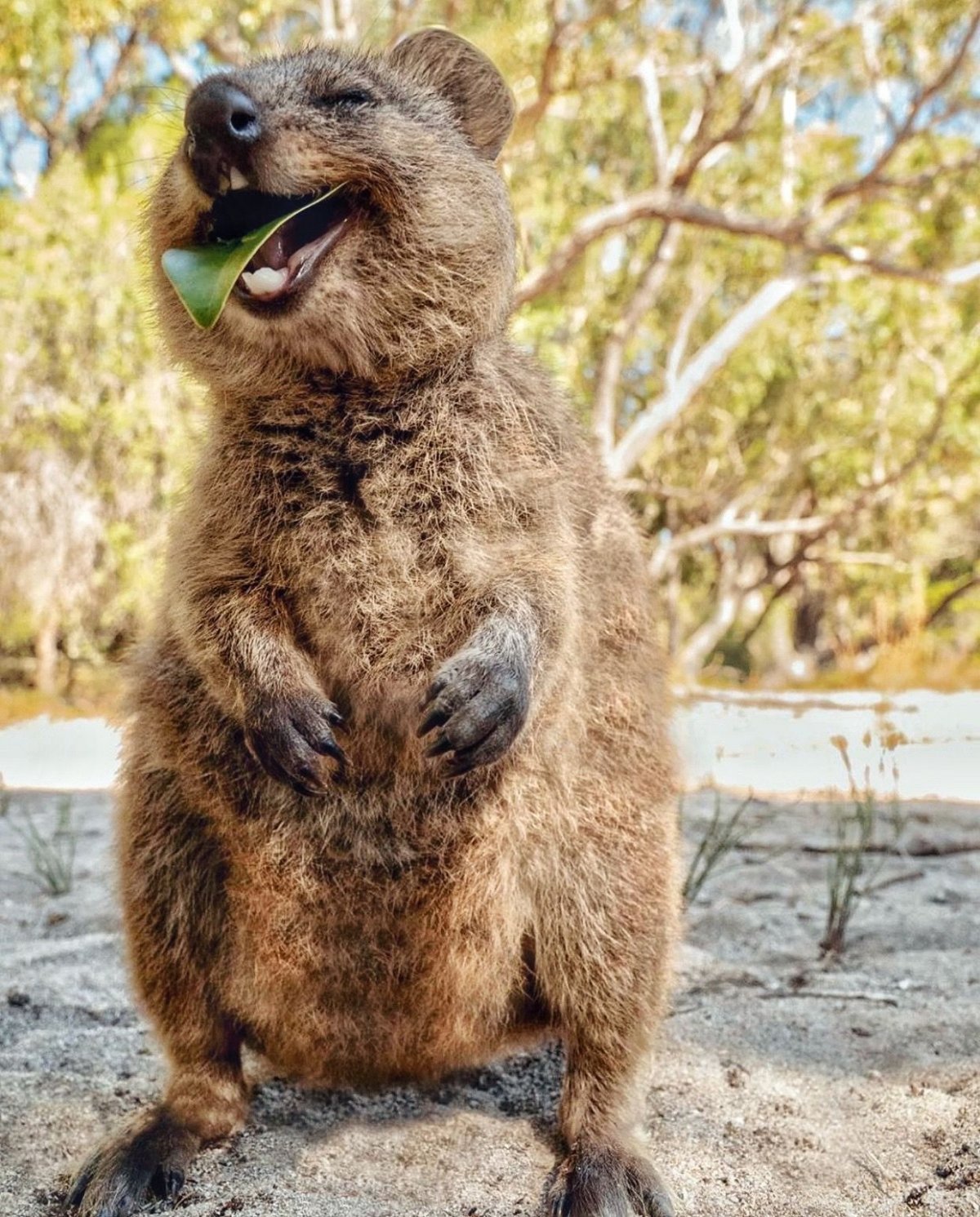Австралийская Quokka