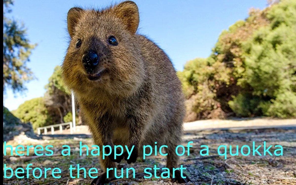 Австралийский зверек Квокка