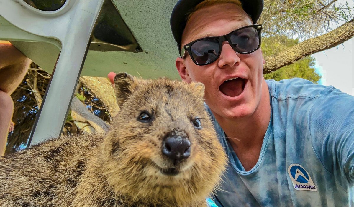 Кенгуру Квокка