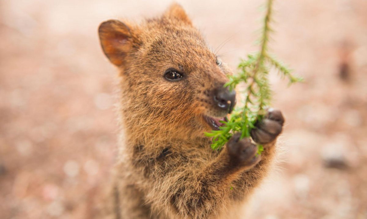 Квокка обои на рабочий стол 4k