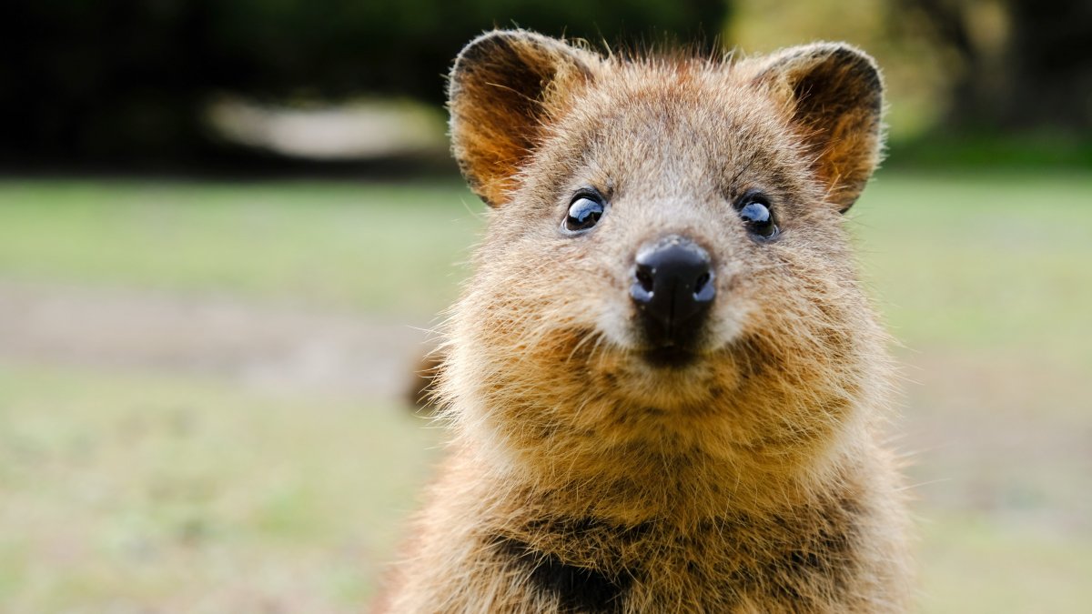 Квокка (короткохвостый кенгуру)