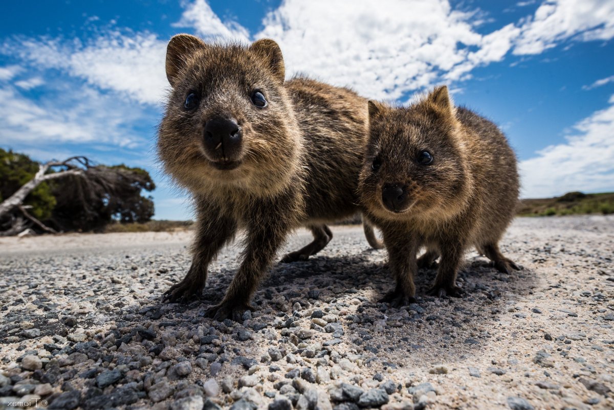 Австрийский Квокка