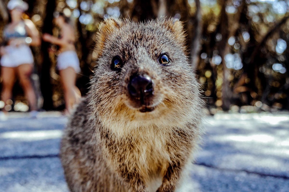 Сумчатое животное Квокка