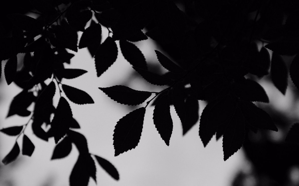 Черная листва