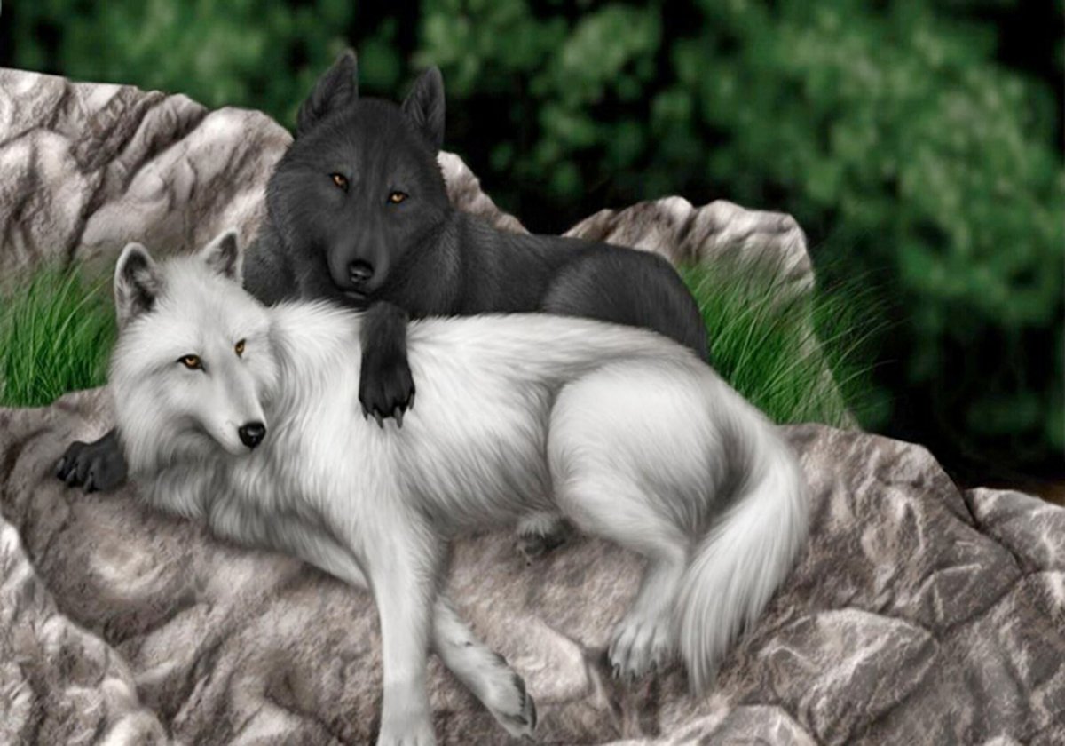 Мальчик обнимает волка