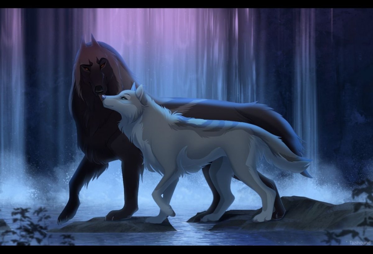 Белая волчица и черный волк