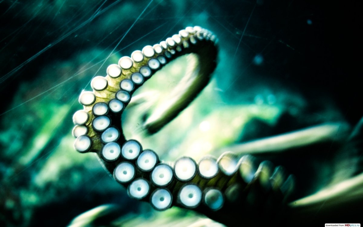 Присоски щупальца