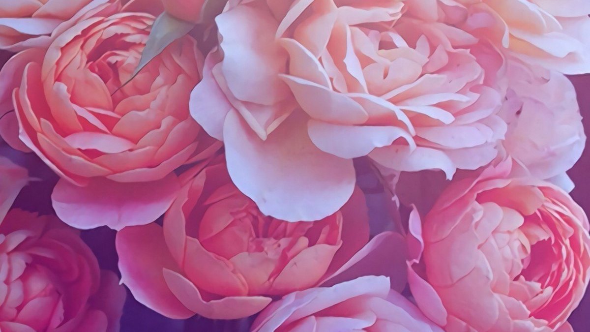 Пион малиновый