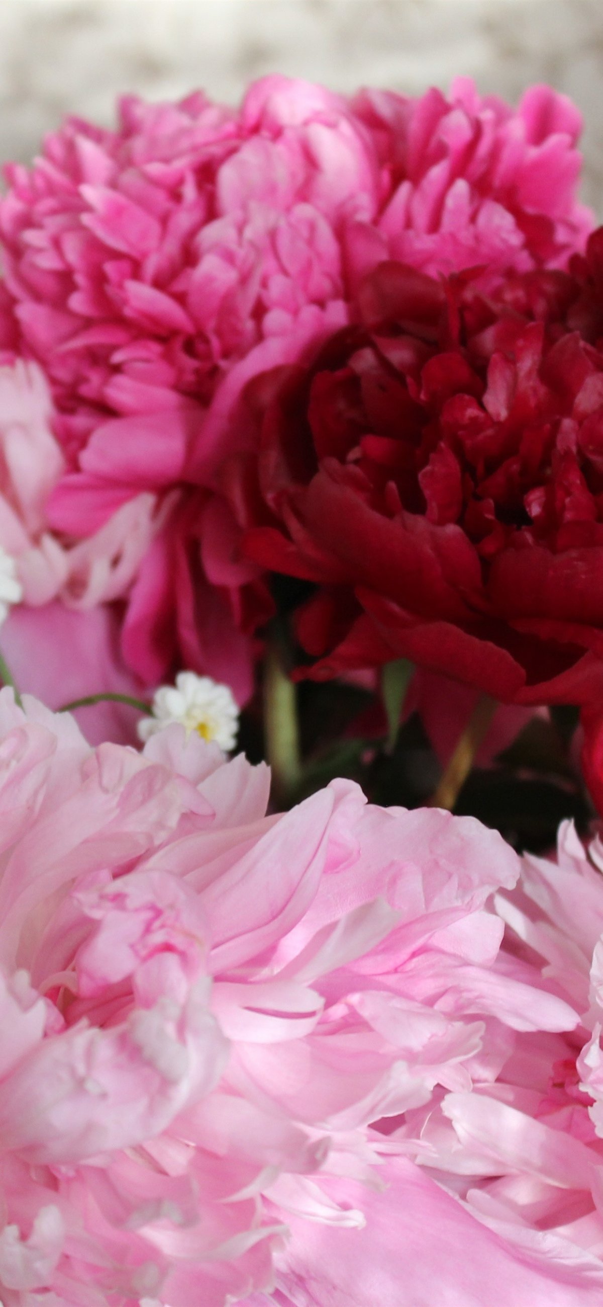 Заставка пионы мармеладки на рабочий стол красивые большие