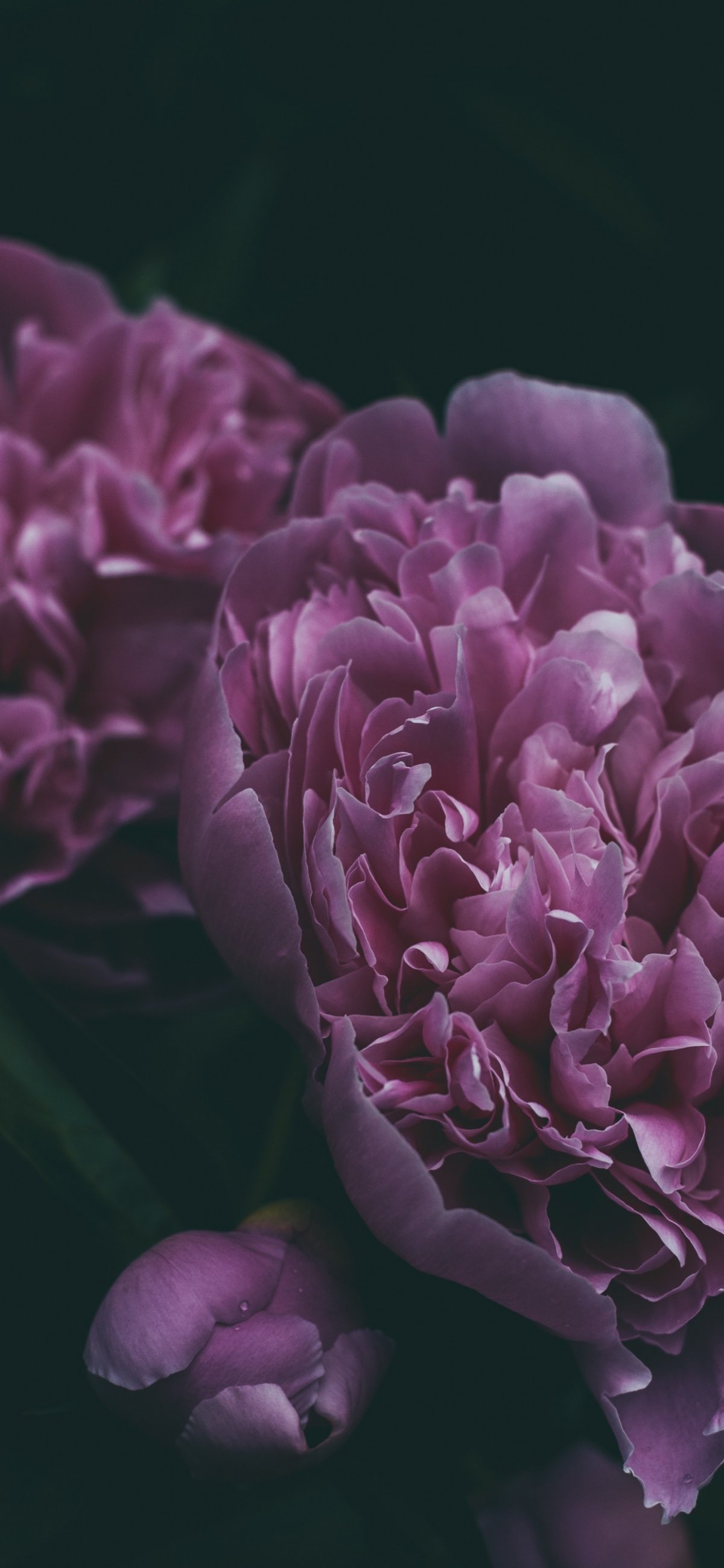 Пионы Бургундия