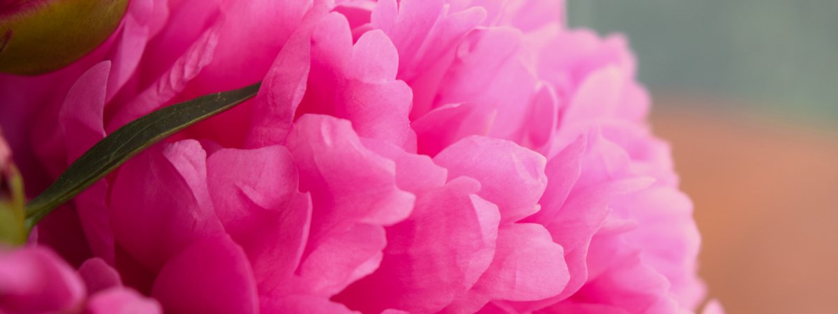 Пионы тумблер